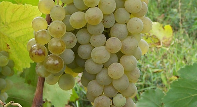 Chinuri Grapes Georgia Wine1 (1)