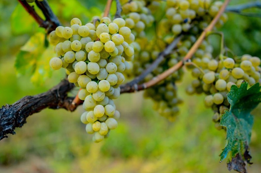 Danieli Winery - Wines Georgia