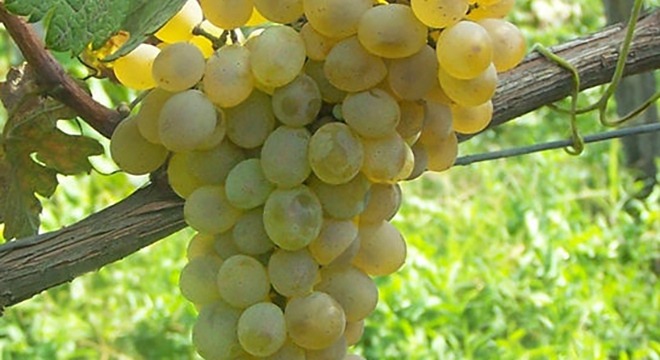 Mtsvane Kakhuri Grapes Georgia Wines2