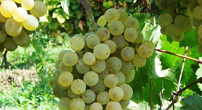 tsulukidzis-tetra-grapes-georgia-wines