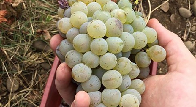 Zoom Kakhuri Mtsvivani Georgia Grape