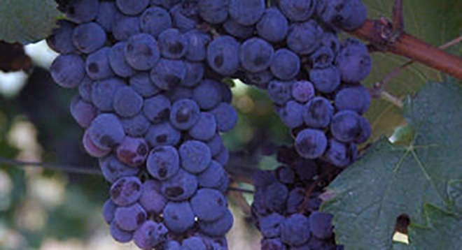 Zoom Shavkapito Wine Grapes Georgia