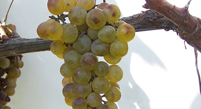 Khikhvi Grapes Georgiav2