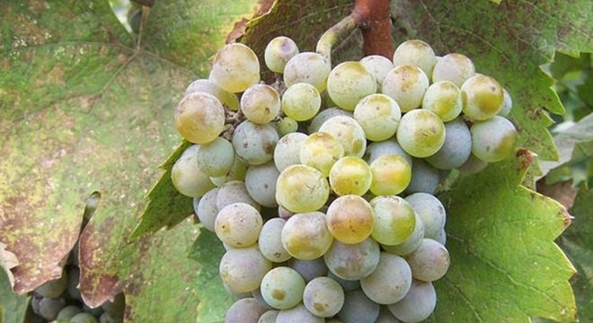 Tsitska Grapes Wine Georgiav2