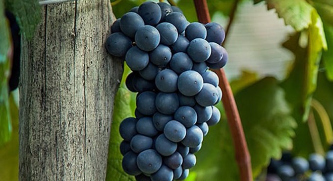 Usakehlouri Grapes